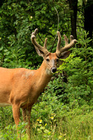Whitetail Deer Buck Velvet - Spring/Summer