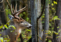 Whitetail Deer Buck - Fall