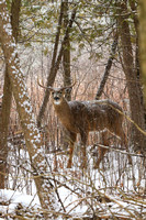 Whitetail Deer Buck - Snow